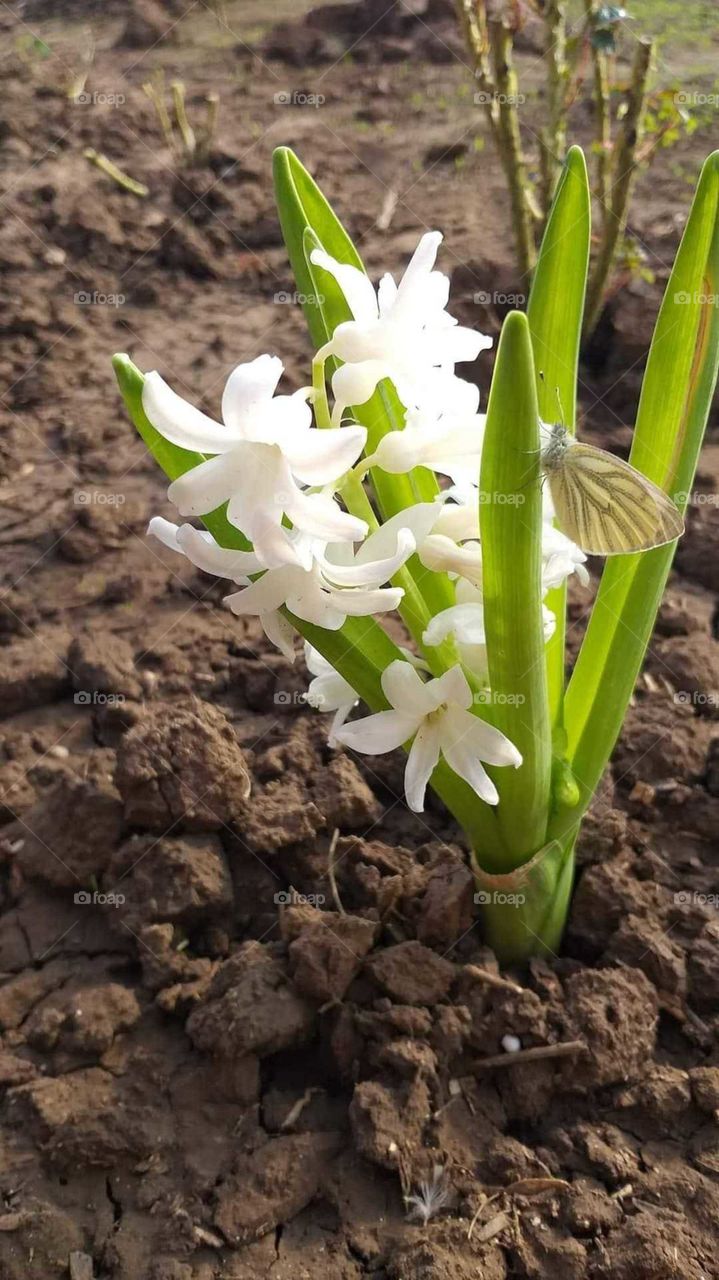 Hyacinth.... spring flowers