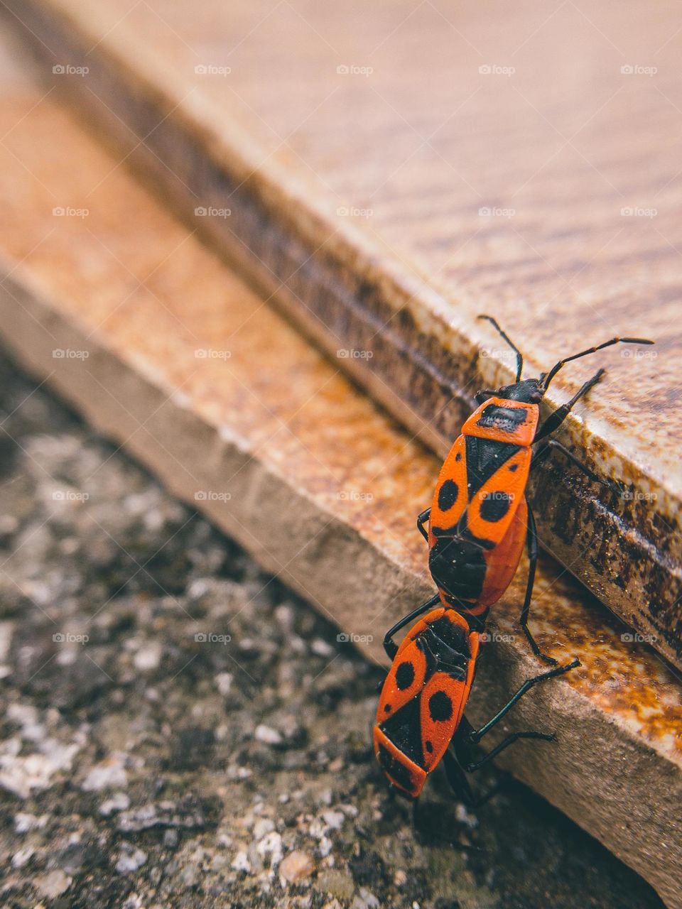 Two mating firebugs prove that love can conquer every obstacle 