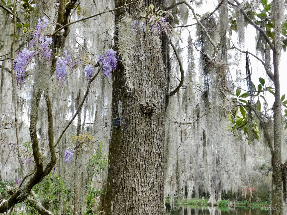 Wisteria and Moss. Part of the lush gardens at Magnolia Plantation, near Charleston, SC in early spring.