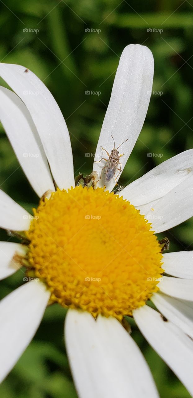 White Daisy and bug