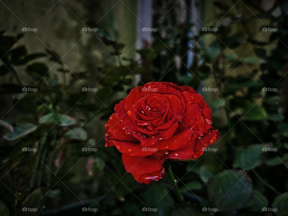 A mesmerising red rose in rainy weather