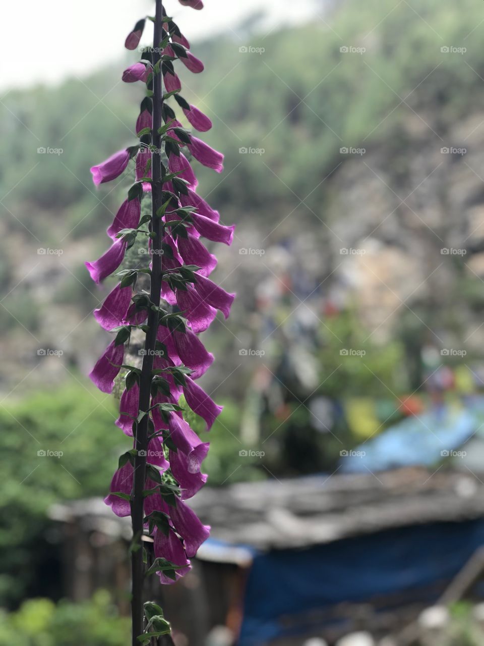 Nepali flower