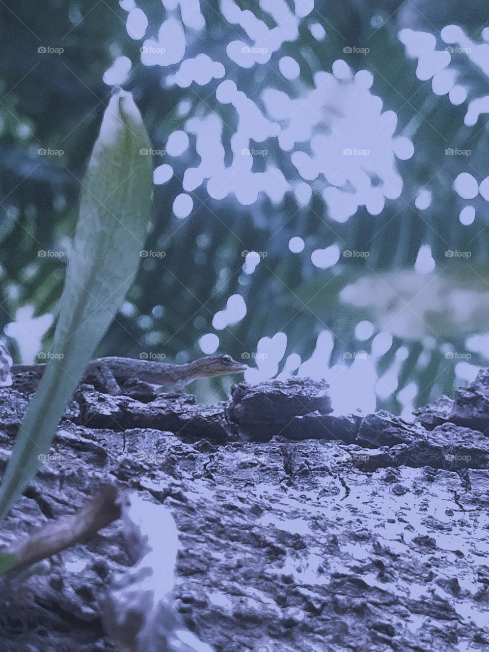 Small Lizard on tree