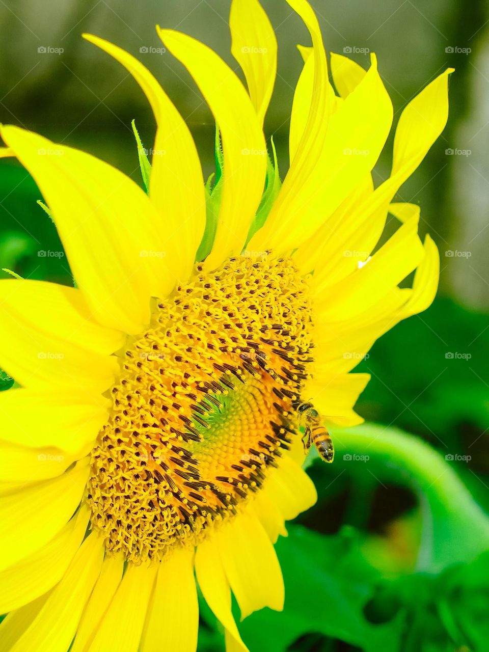 Bee flying towards a sunflower, little insect hovering and pollinating. Beautiful macro shot at the garden!