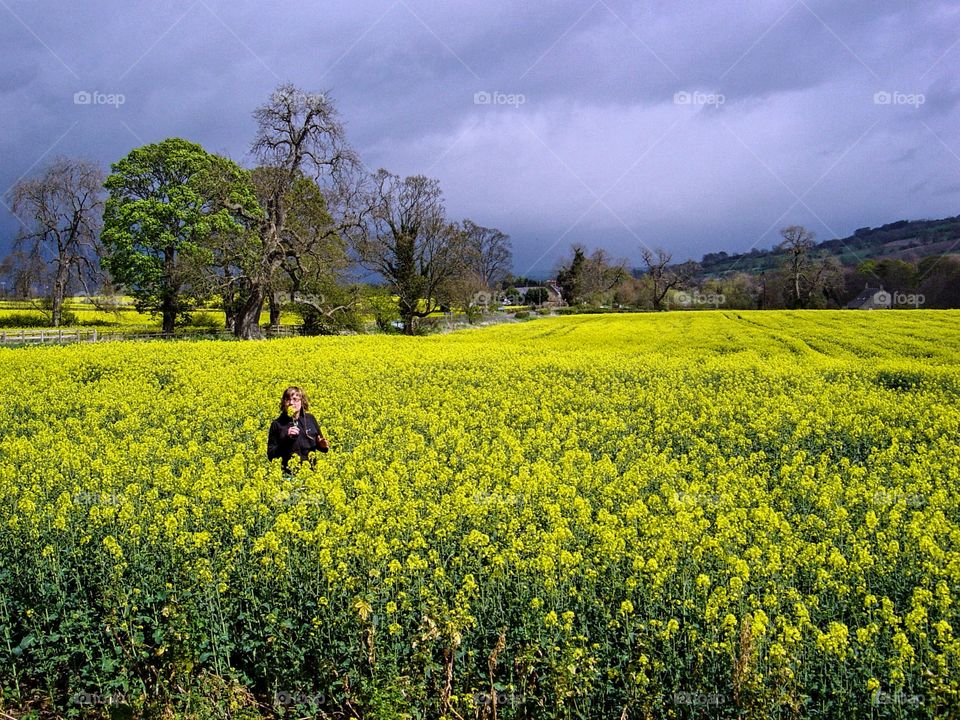 Scottish field in spring