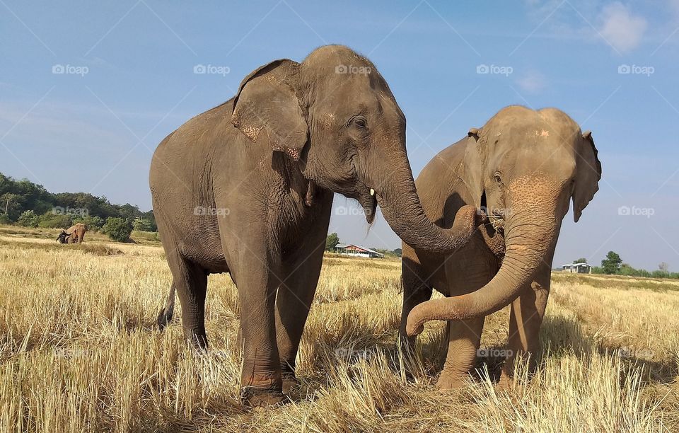 elephants roamed free in the rice field.