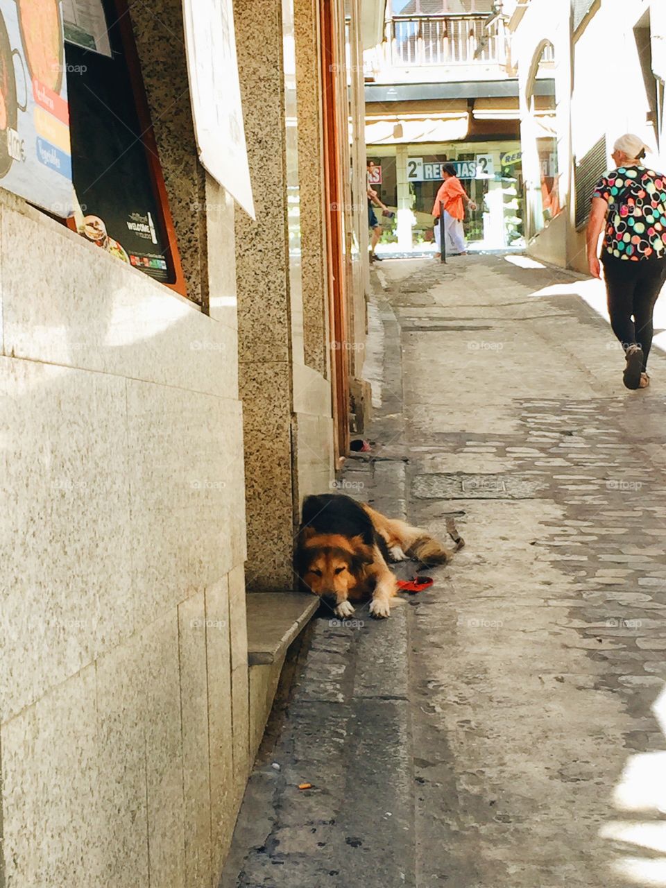 Dog laying on the street