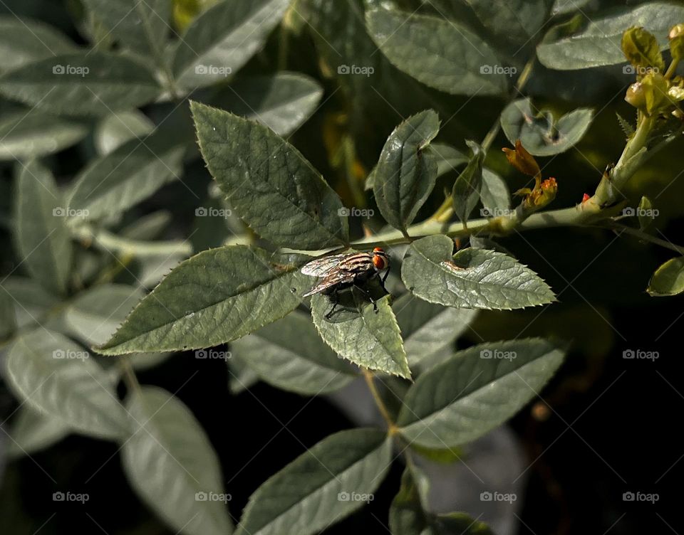 Fly resting on leaf