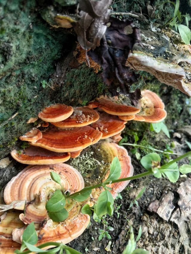 Wood fungus is a type of fungus that lives attached to rotting wood, living tree trunks or leaf litter.