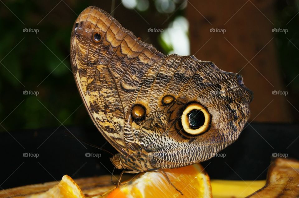 Butterfly fest 