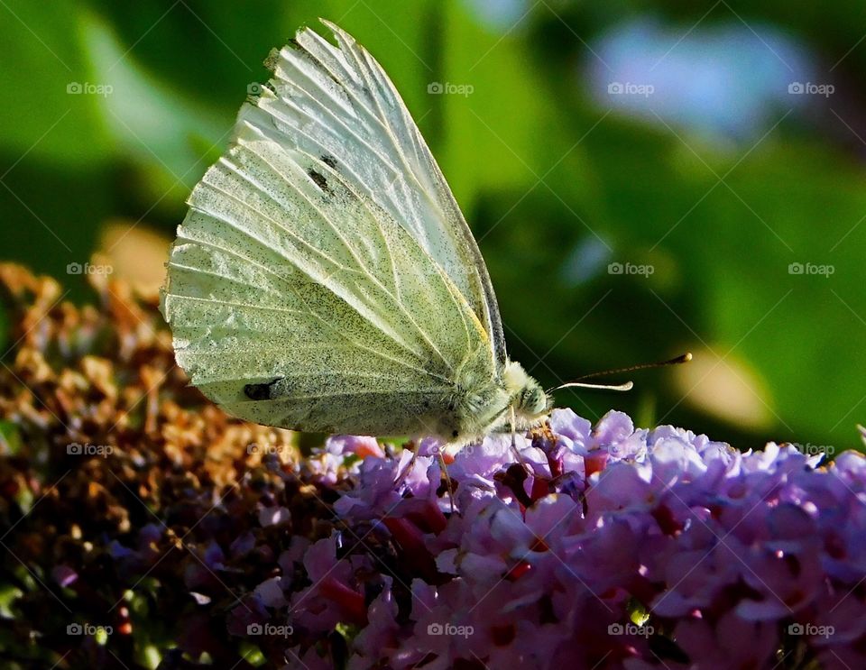 Closeup of a white butterfly on a warm summer morning