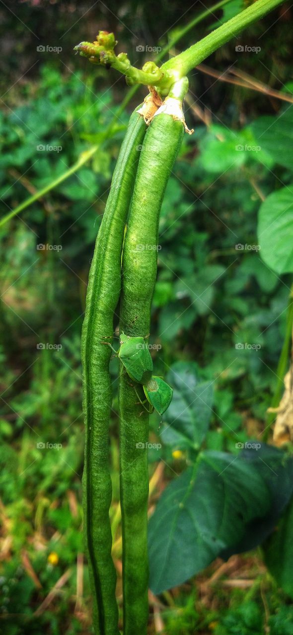 Two long beans and two insects