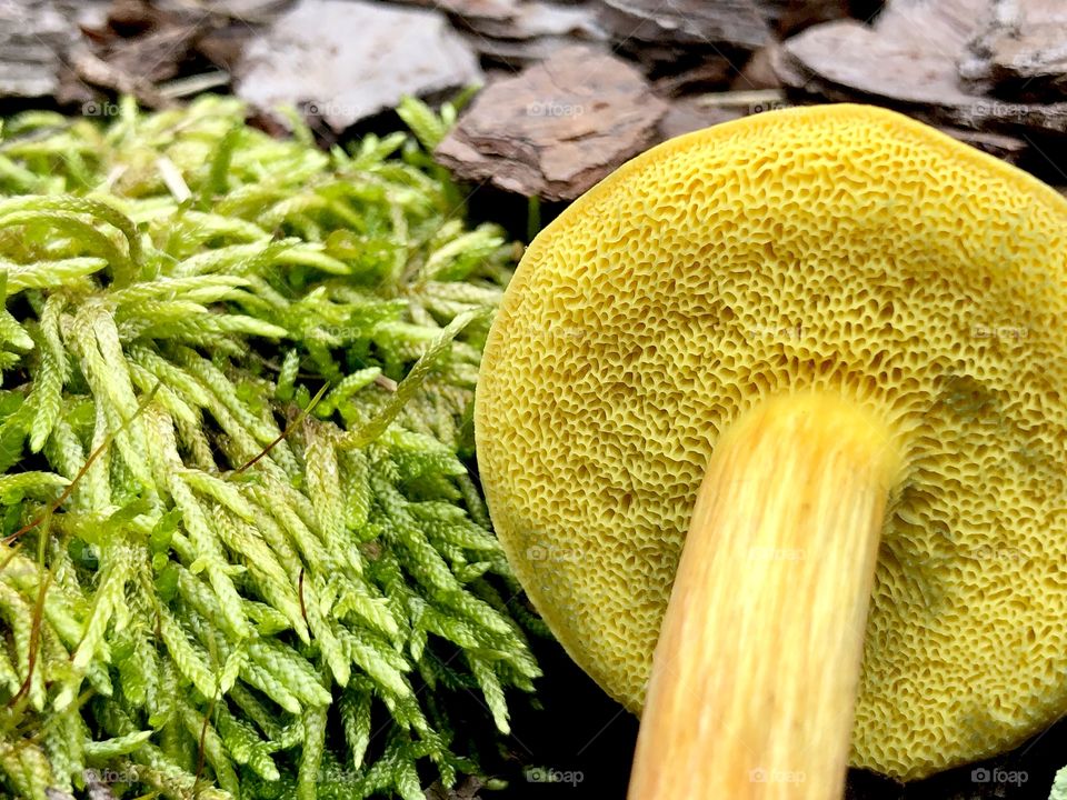 Wild mushroom closeup 