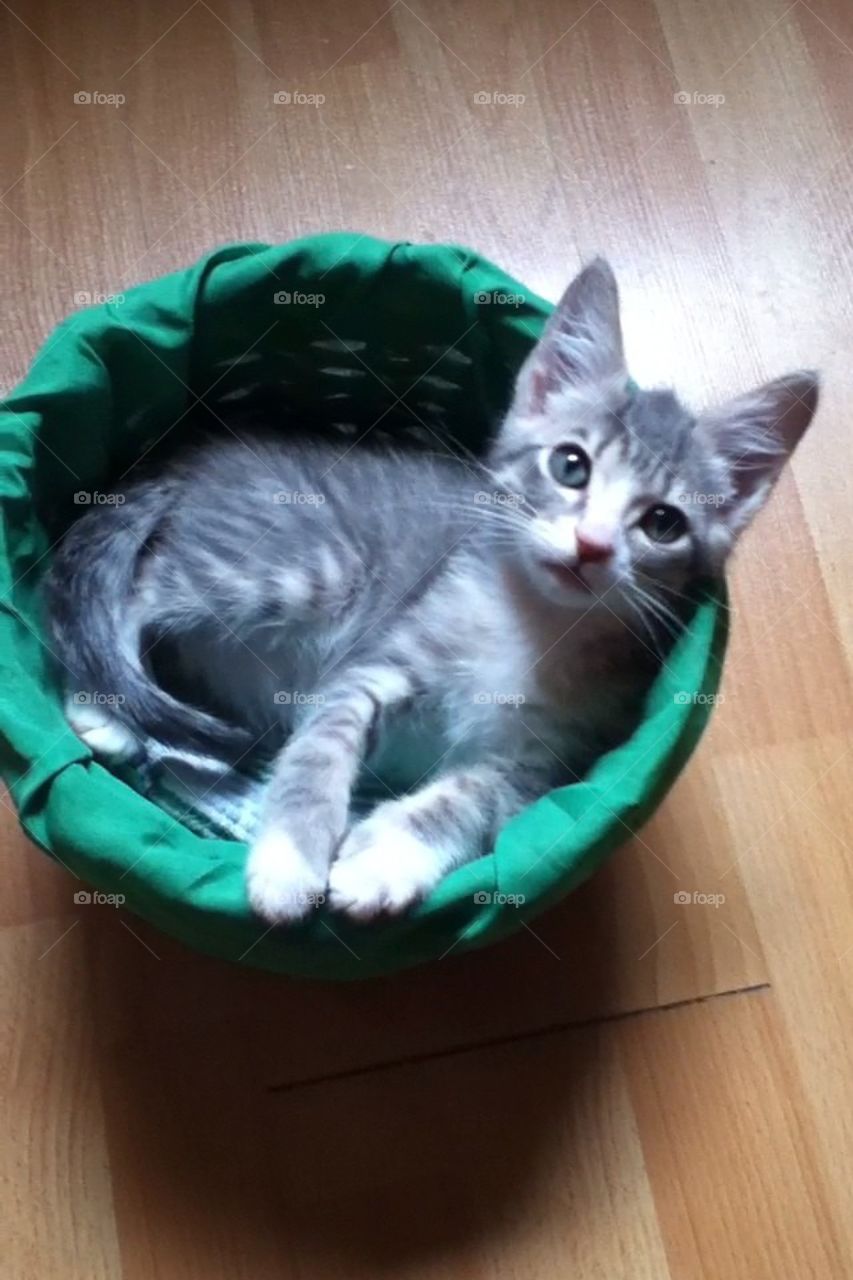 Kitten basket 