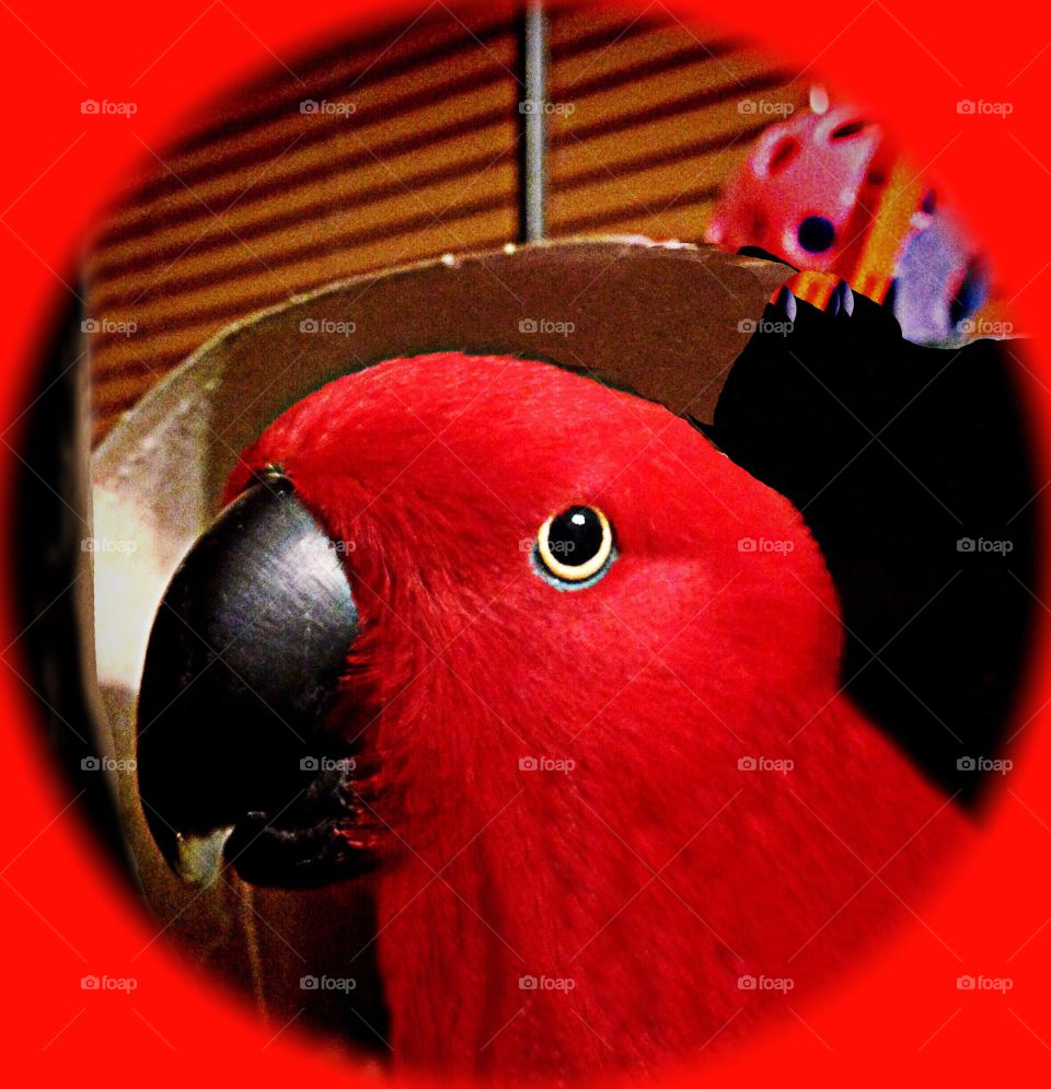 Red Parrot