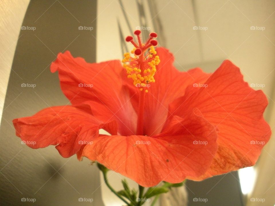 This is a bright flower. The ombré from the orange at the top to the reddish orange. You can see the details of the flower like the little hairs on the stem to where the nectar is. The flower is here to make a statement to catch your attention. 