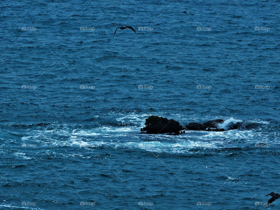 Pelicans in flight with waves crashing over rocks in the ocean