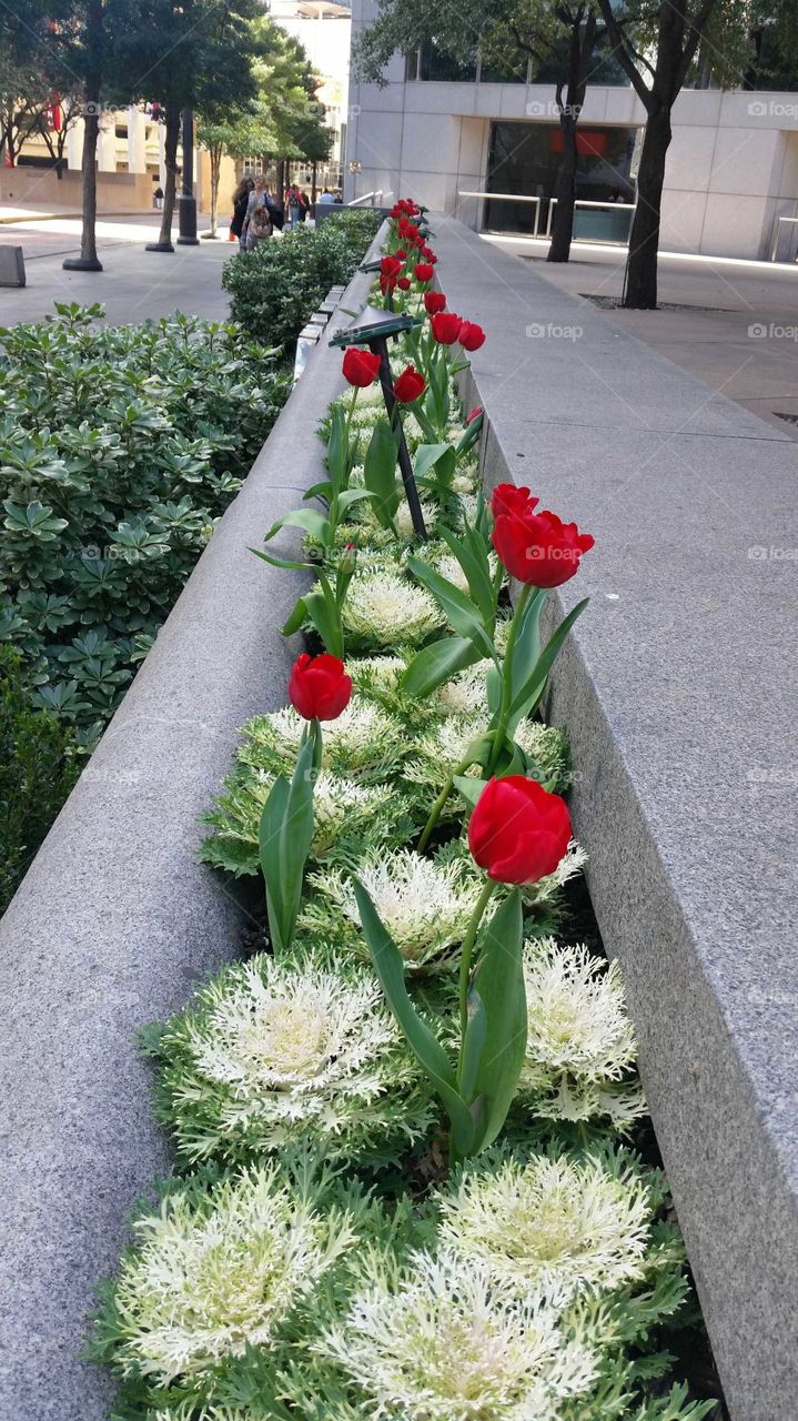 Red Tulips
