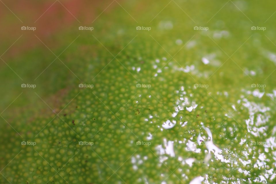 Texture of a lemon
closeup shot of a lemon