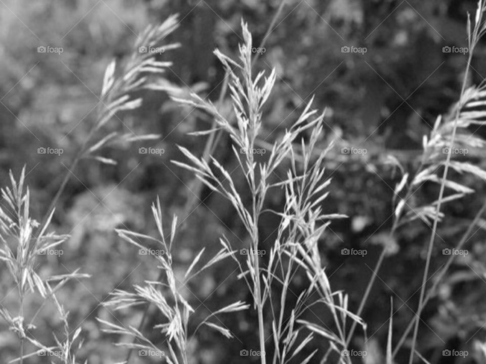 Summer Grasses. Taken while on a nature walk in the summer