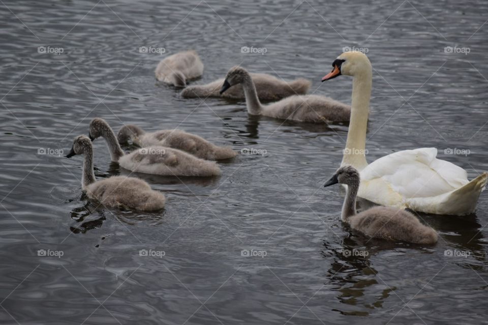 Swan, Bird, Waterfowl, Water, Goose