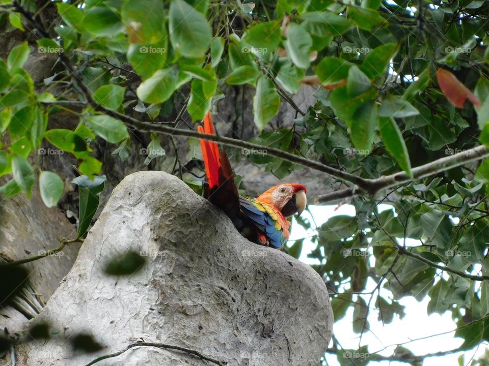 one of the most beautiful birds, the blue macaw with red and yellow