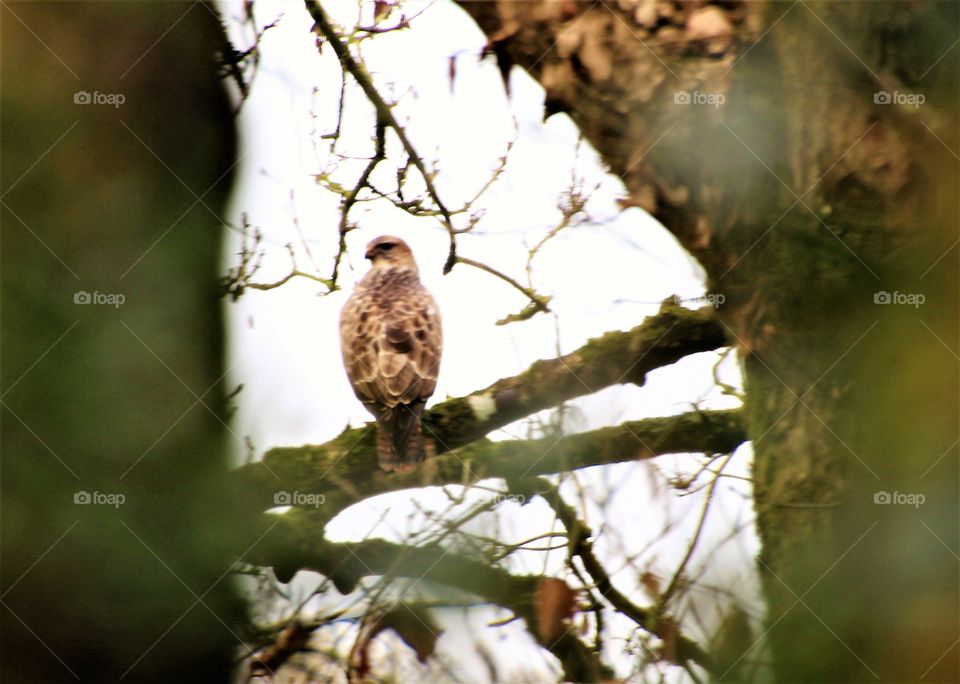 buzzard