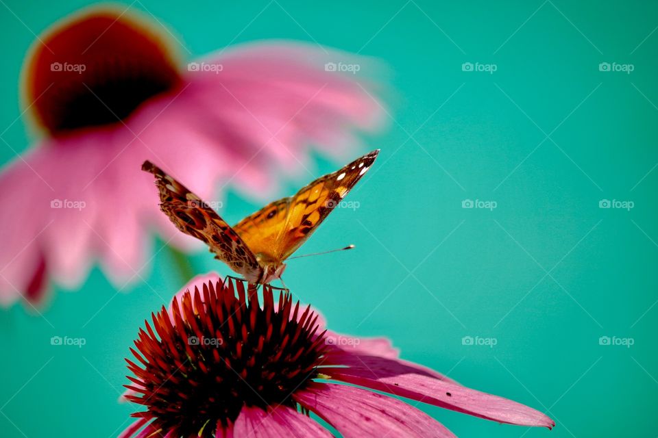 Butterfly in the garden 