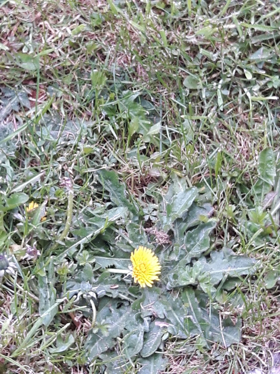 dandelion
