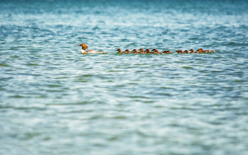 Red breasted merganser Duck with many baby Duckings (Mergus serrator) traveling over water swimming flock minimalist nature background photography