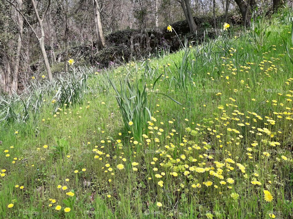 springtime in the wood