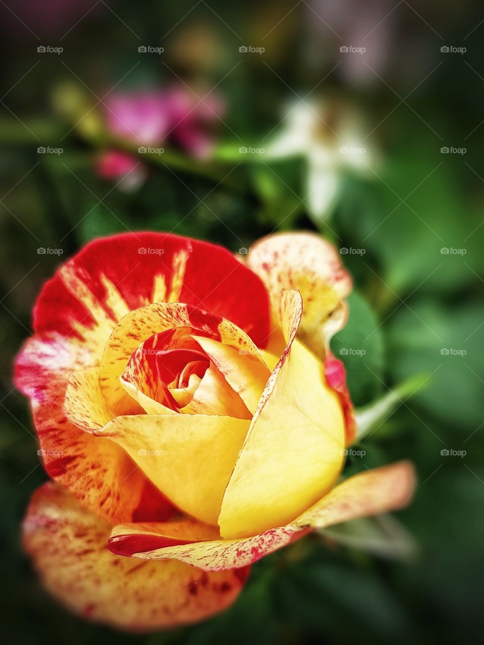 Miniature rose in my French garden