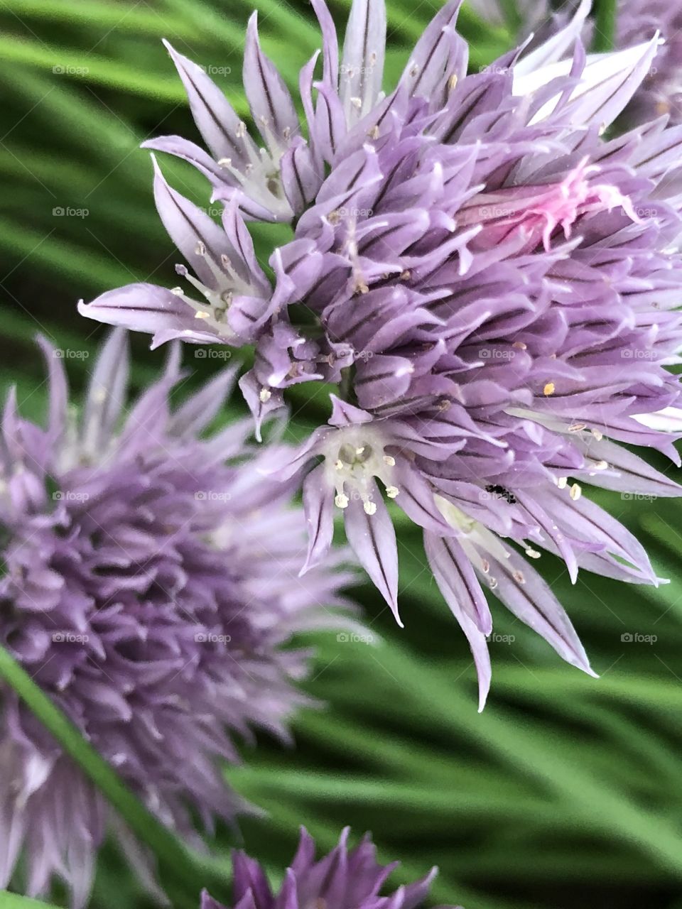 Chive blossoms 