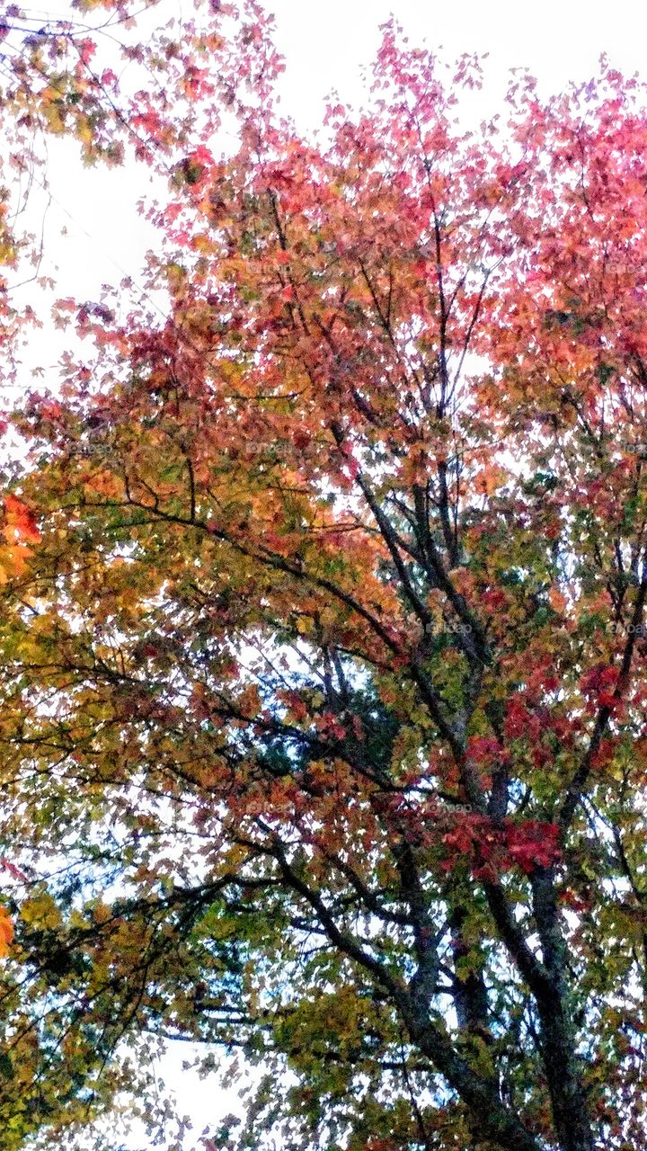 Leaves turning