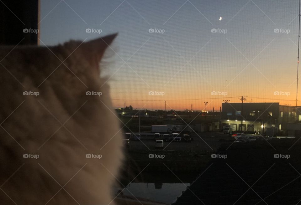 cat ＆ sunset ＆ moon