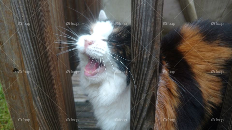 Calico cat meowing