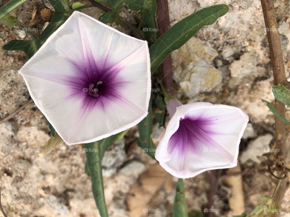 Plants around us, Countryside ( Thailand)