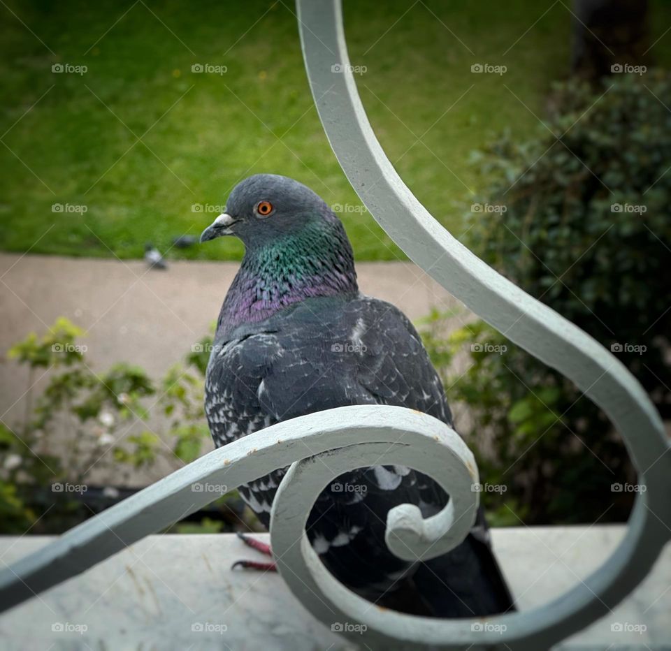 Pigeon perched on a window ledge behind decorative ironwork 