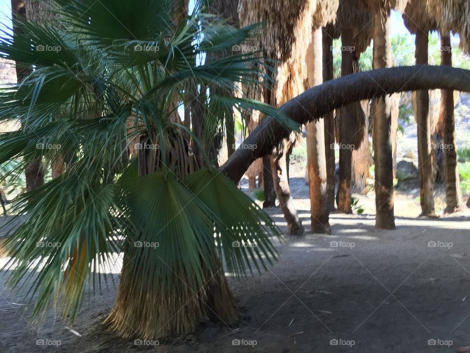 Bending tree