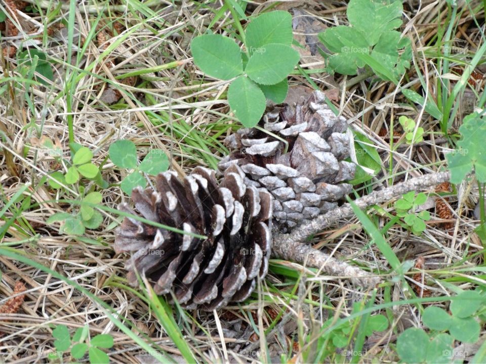 Pinecones in the grass