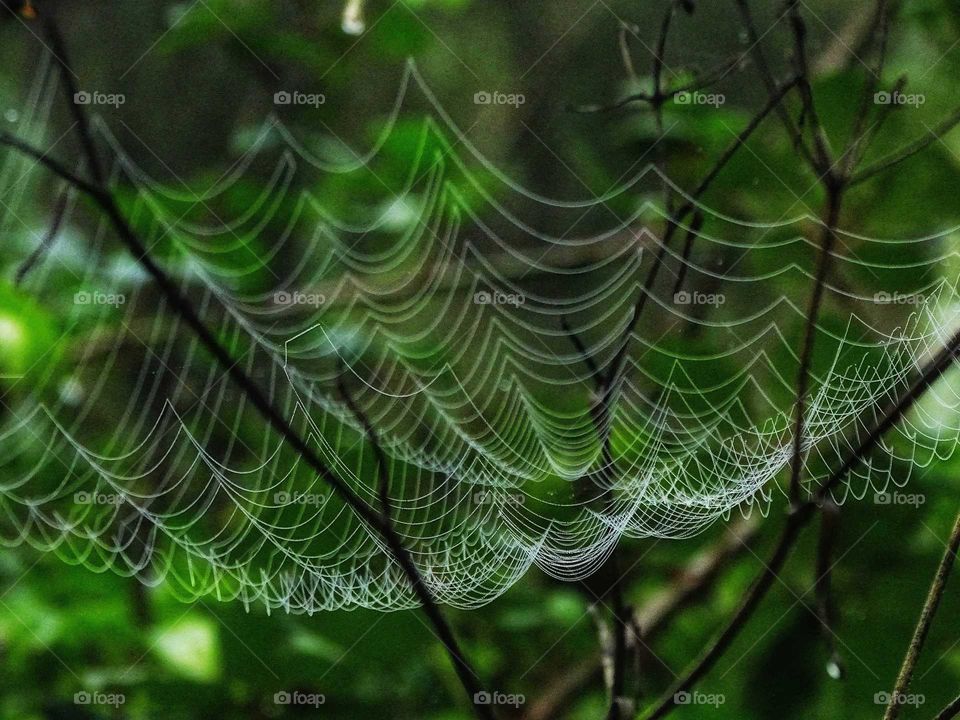 Spiderweb
