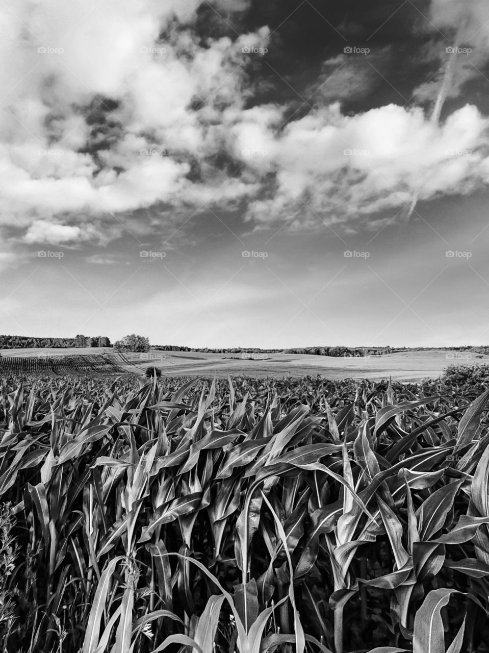 Corn field