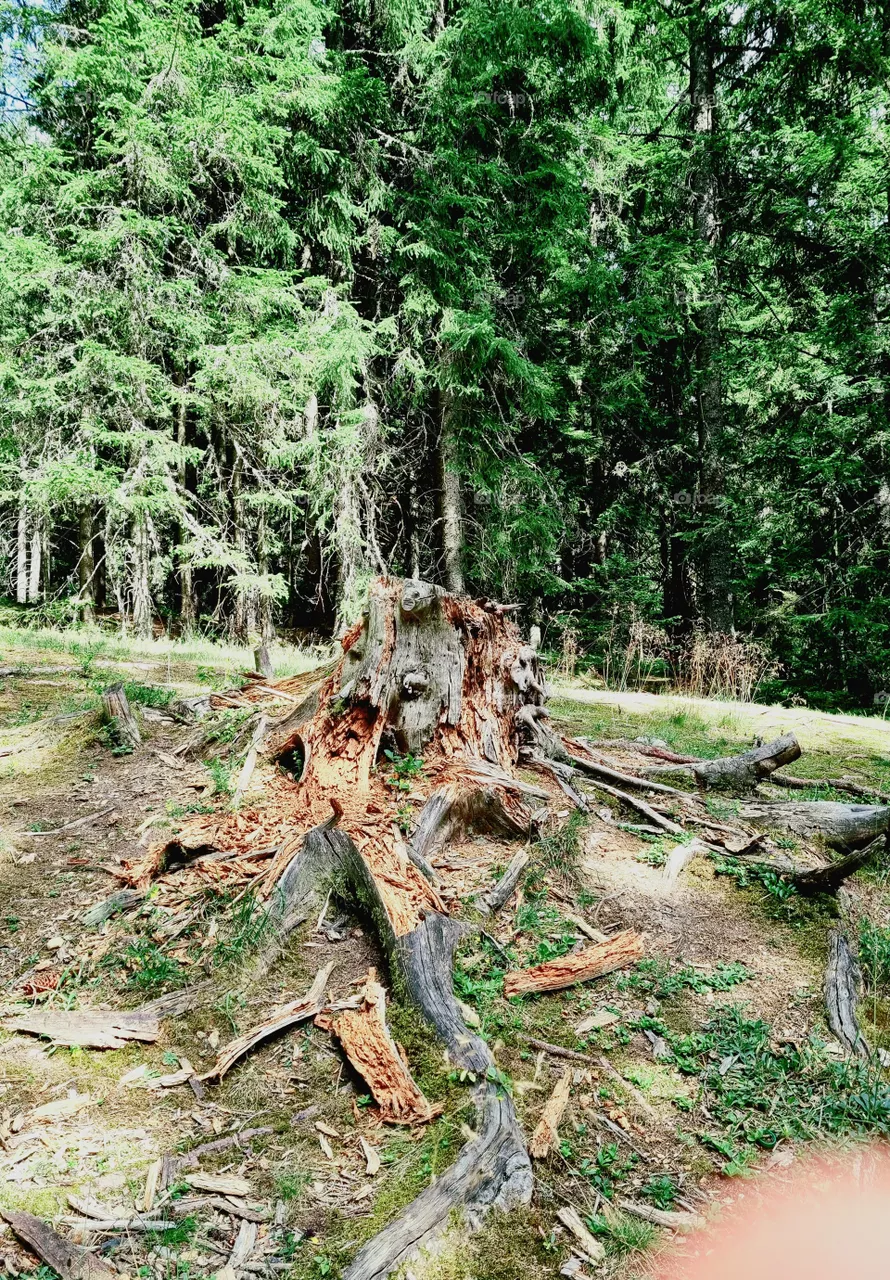 old and strong