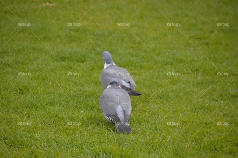 Two Pigeons Walking