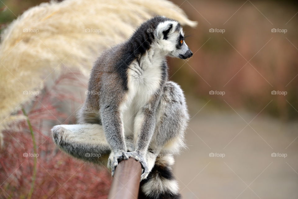 Lemur sitting on railing