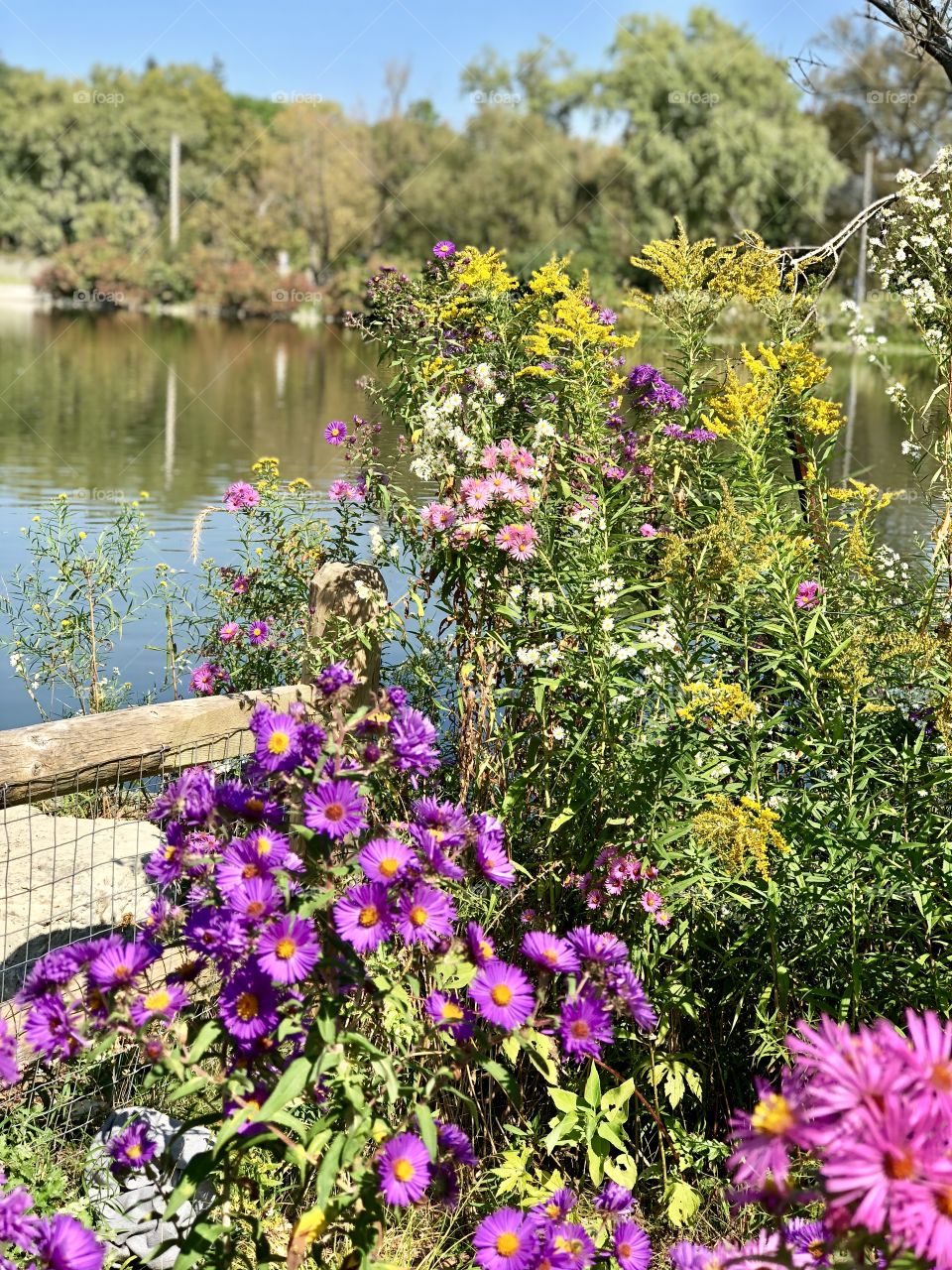 Flowers and pond on an autumn walk 