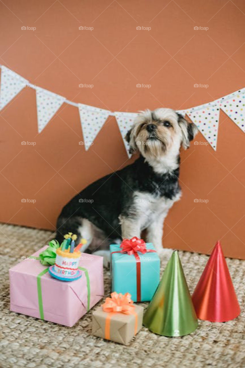 Purebred Dog in the festive room 