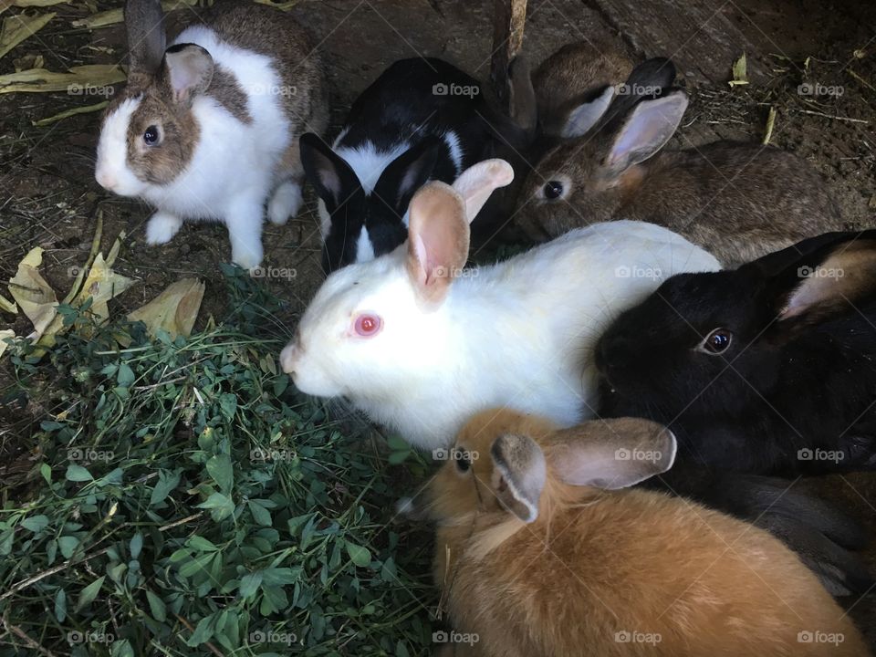 bunnies sharing the food