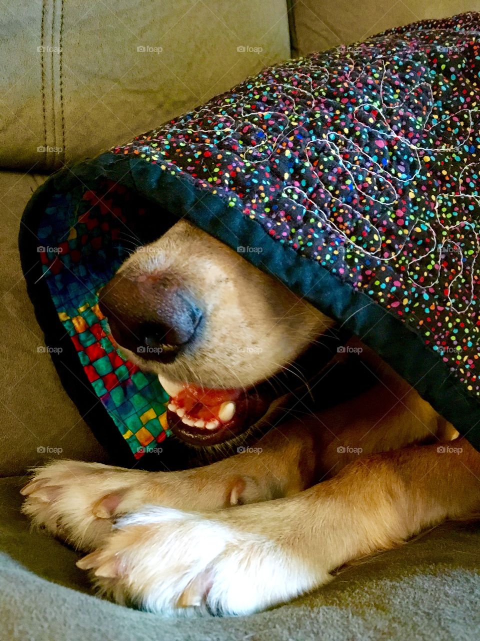 Dog in a blanket