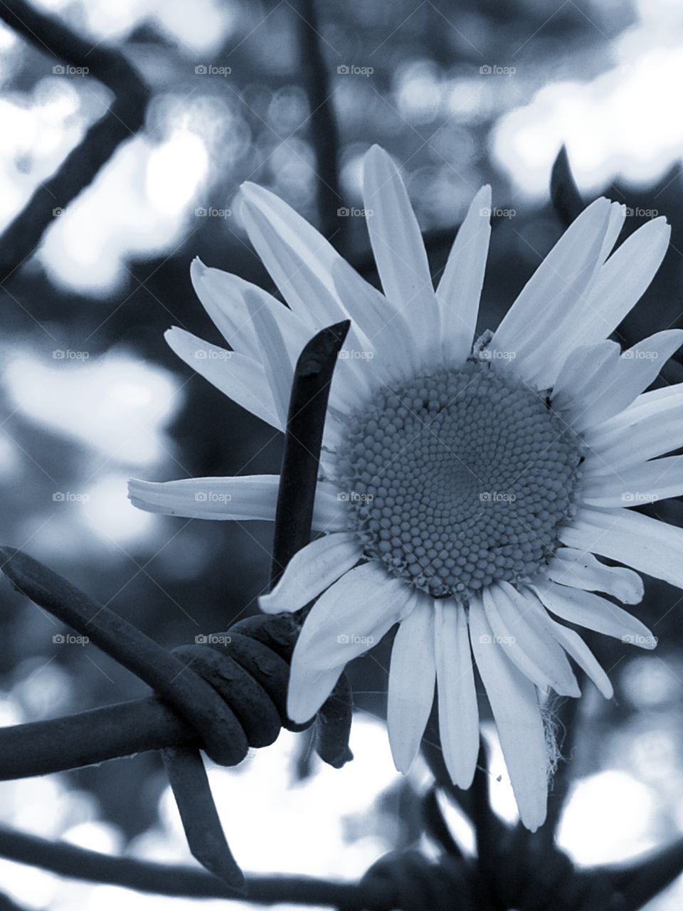 Chamomile and barbed metal wire